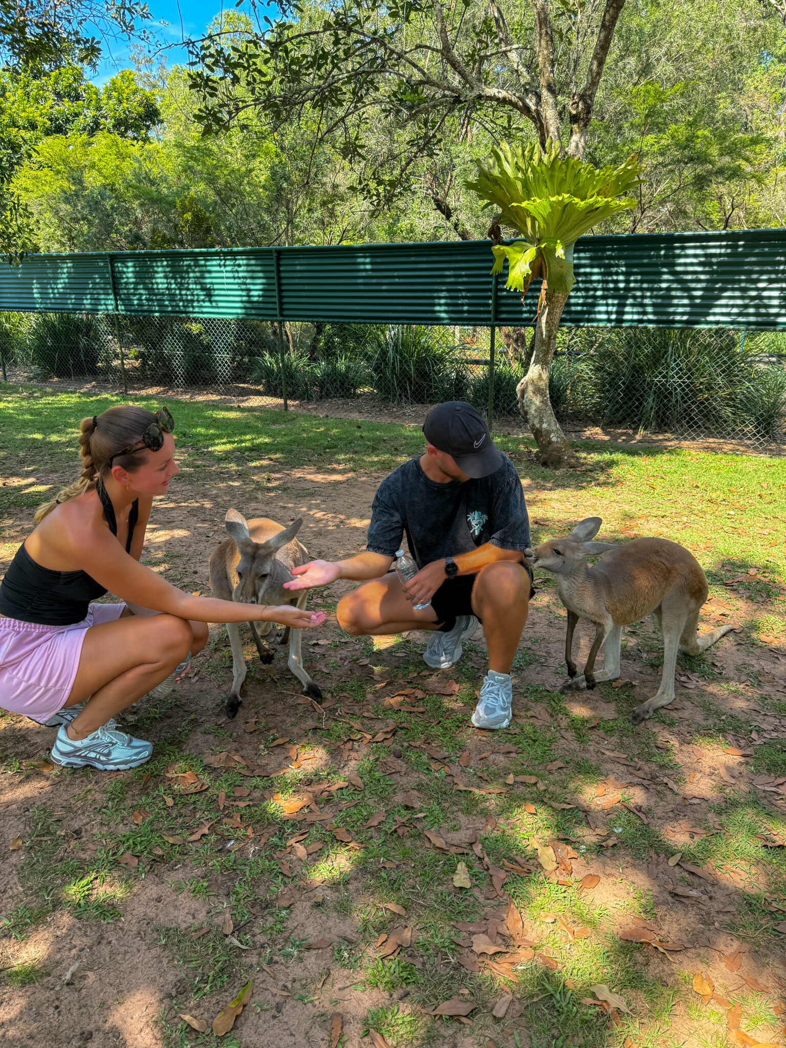 Feeding kangaroos in Australia