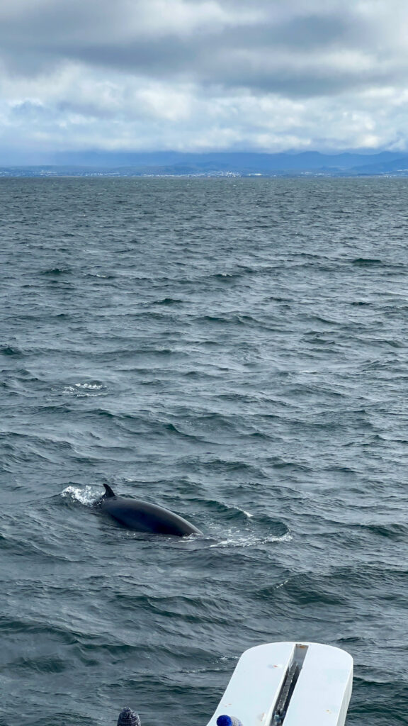 Whale Watching Iceland Reykjavík